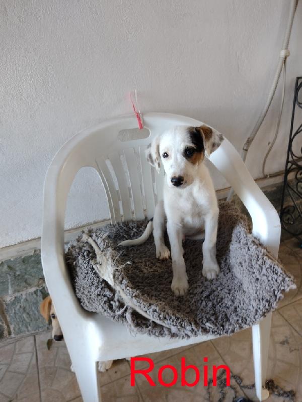 Ciao a tutti da Robin (Catania) Foto 5